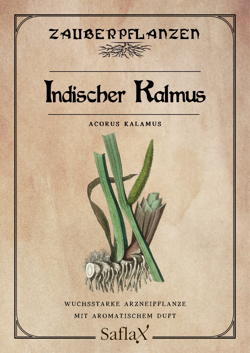 Acorus calamus, Puškvorec obyčajný cca 10 semien