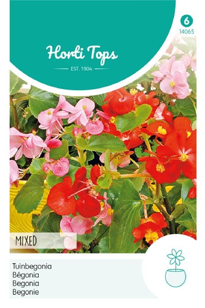 Begonia Semperflorens mix cca 1000 semien