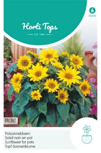 Helianthus annuus, Slnečnica do kvetináčov Pacino cca 0,75 g semien