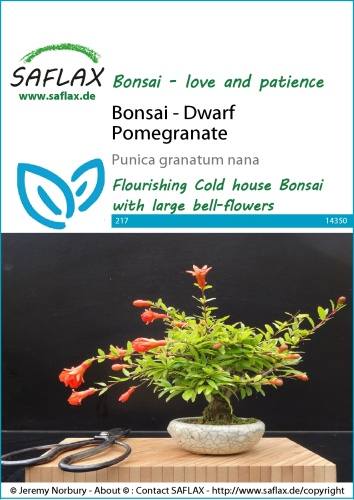 Trpasličí granátovník púnsky