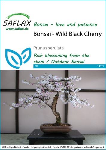 Čerešňa pílkatá bonsaj, Prunus serulata cca 30 semien