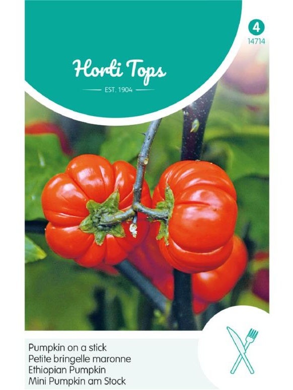 Solanum aethiopicum - Pumpkin on a stick, cca 15 semien