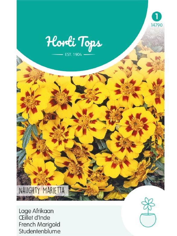 Tagetes Naughty Marietta