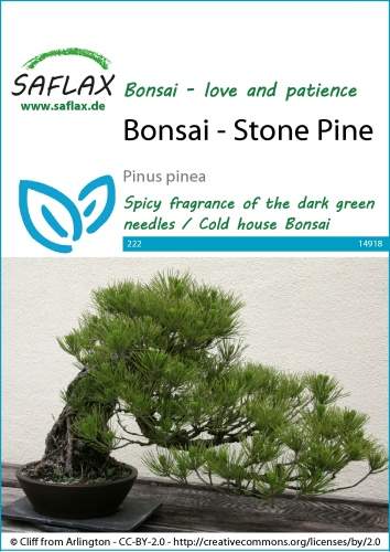 Borovica píniová, pínia, Pinus pinea 6 semien