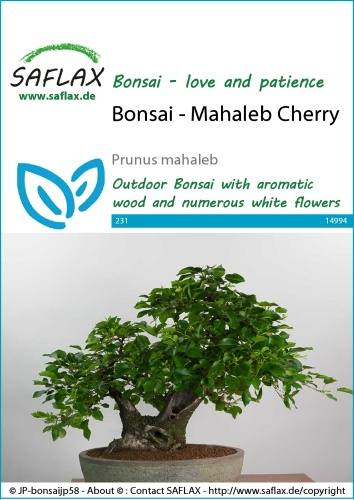 Čerešňa mahalebková, Prunus mahaleb, 30 semien
