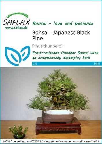 Borovica thunbergová bonsaj Pinus thunbergii cca 30 semien