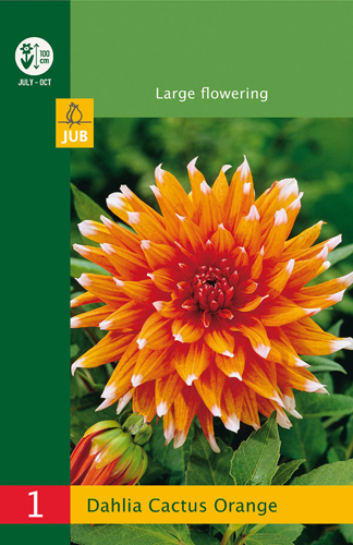 DÁLIA (GEORGÍNA) CACTUS ORANGE LB - 1 ks