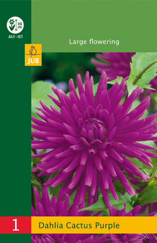 DÁLIA (GEORGÍNA) CACTUS PURPLE LB - 1 ks