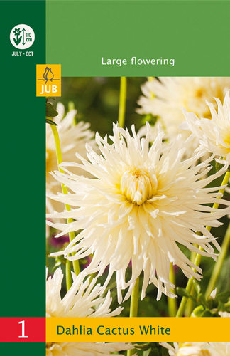 DÁLIA (GEORGÍNA) CACTUS WHITE LB - 1 ks