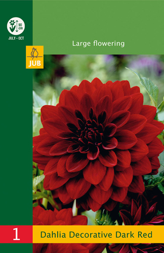 DÁLIA (GEORGÍNA) DECORATIVE DARK RED LB - 1 ks