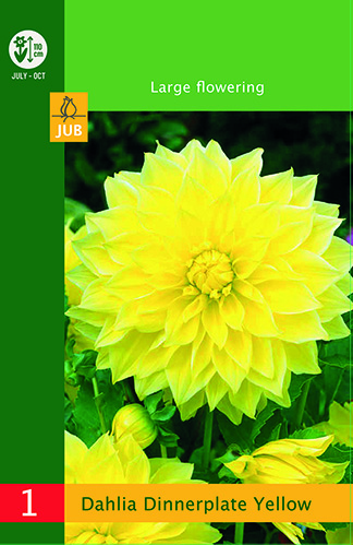 DÁLIA (GEORGÍNA) DINNERPLATE YELLOW LB- 1 ks