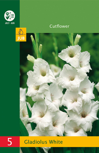 GLADIOLY WHITE LB - 5 ks