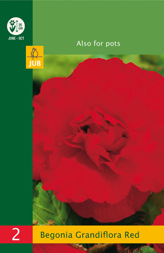BEGÓNIA GRANDIFLORA RED LB - 2 ks