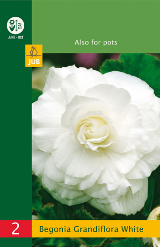 BEGÓNIA GRANDIFLORA WHITE LB - 2 ks