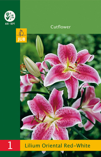 ĽALIA ORIENTAL RED-WHITE LB - 1 ks