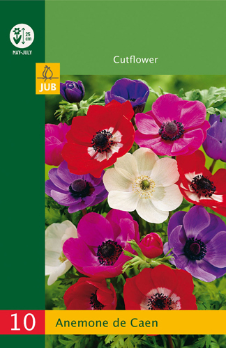 ANEMONE (VETERNICA) DE CAEN MIX LB - 10 ks