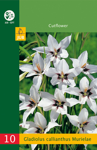 GLADIOLY CALLIANTHUS LB - 10 ks