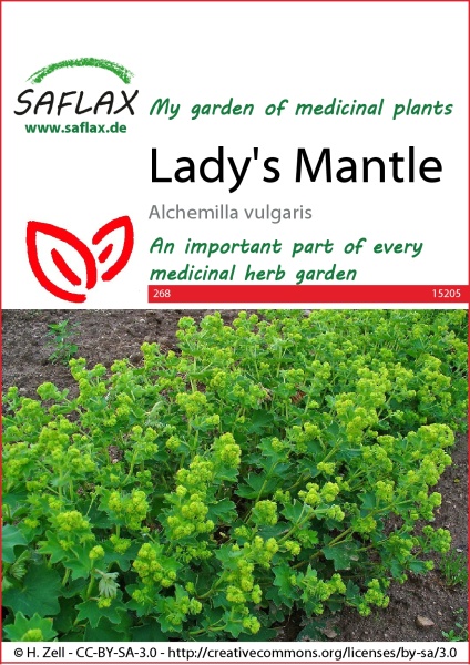 Alchemilka obyčajná (Alchemilla vulgaris) cca 100semien