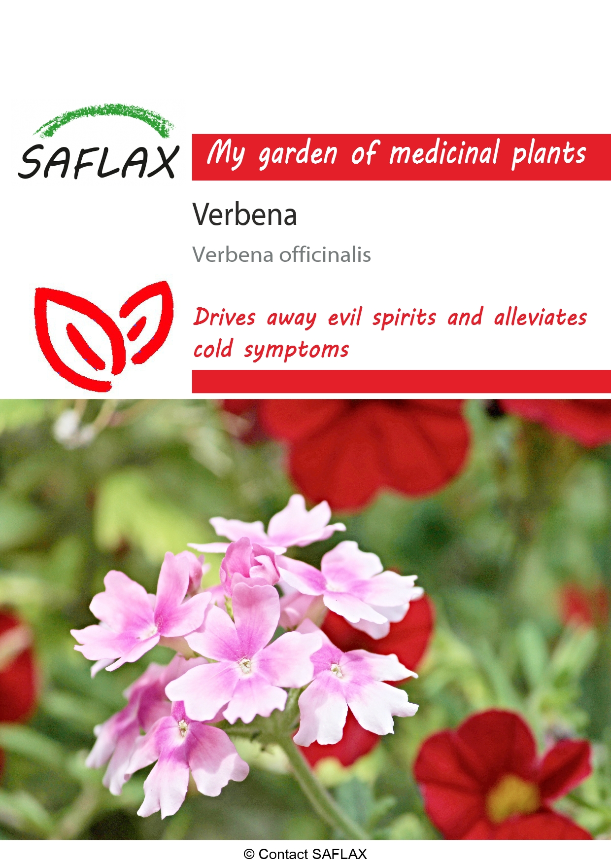 Verbena officinalis, Železník lekársky cca 250 semien