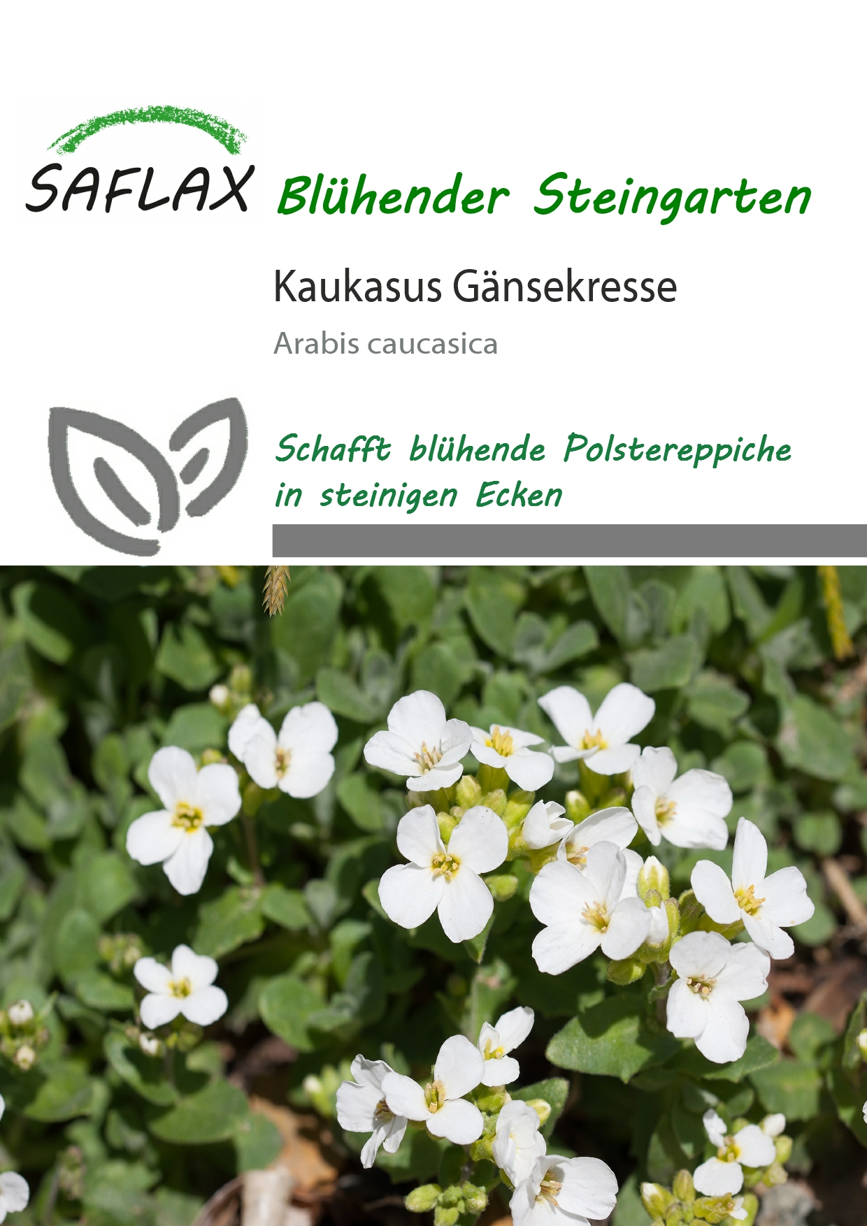 Arabis caucasica, Arabka kaukazská cca 200 semien