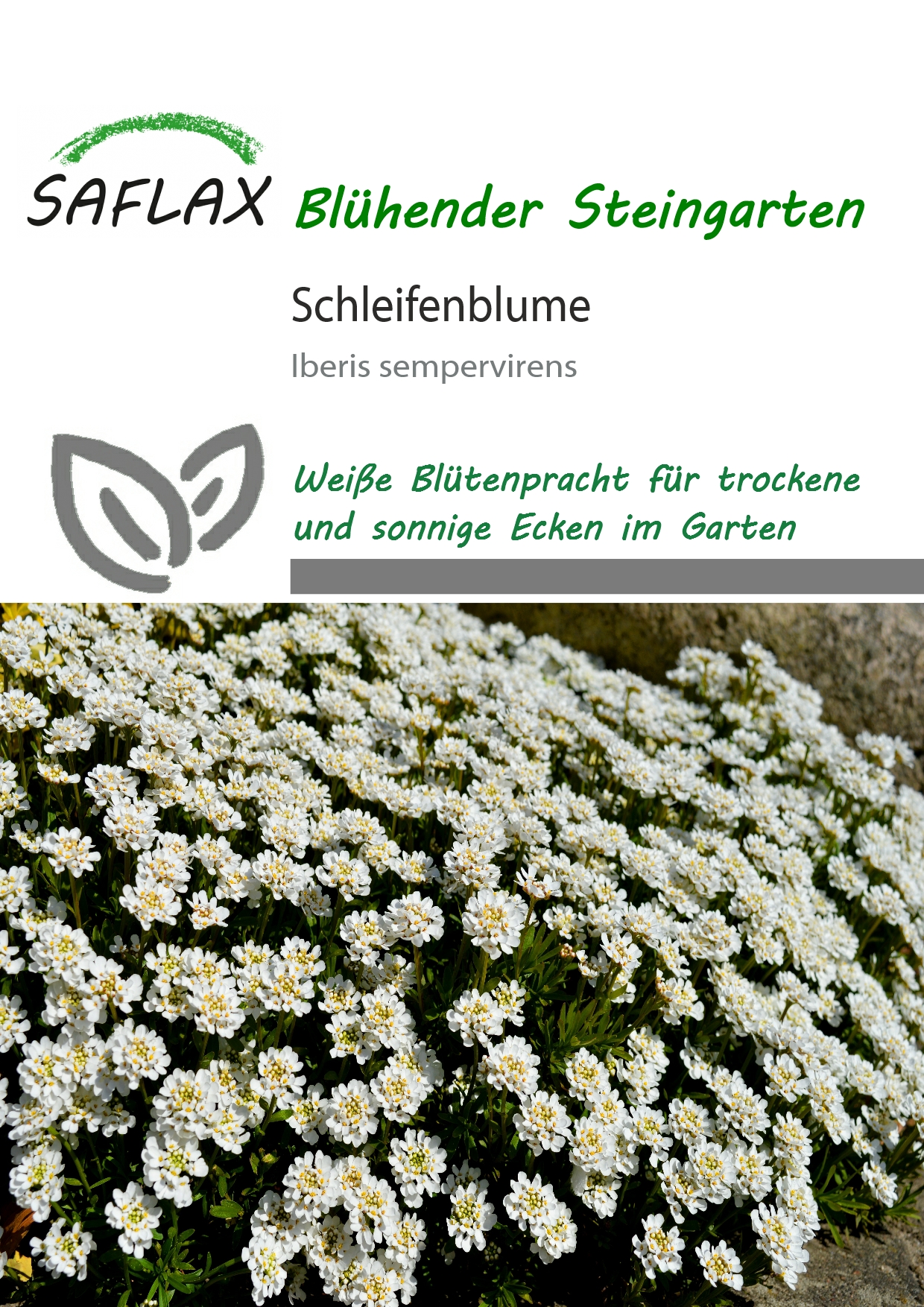 Iberis sempervirens, Iberka vždyzelená cca 20 semien