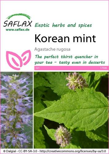 Agastache rugosa vrásčitá, cca 1200 semien