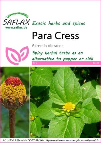 Akmella, Spilantes, Acmella oleracea cca 500 semien