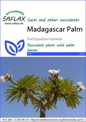 Madagaskarská palma, Pachypodium lamerei cca 10 g
