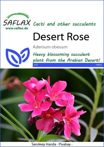 Adénium žltolisté Púštna ruža