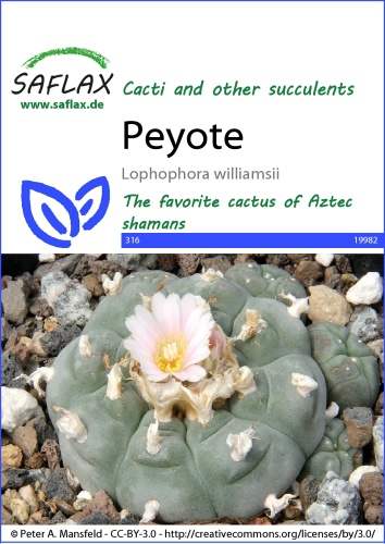 Ježunka williamsova Peyote