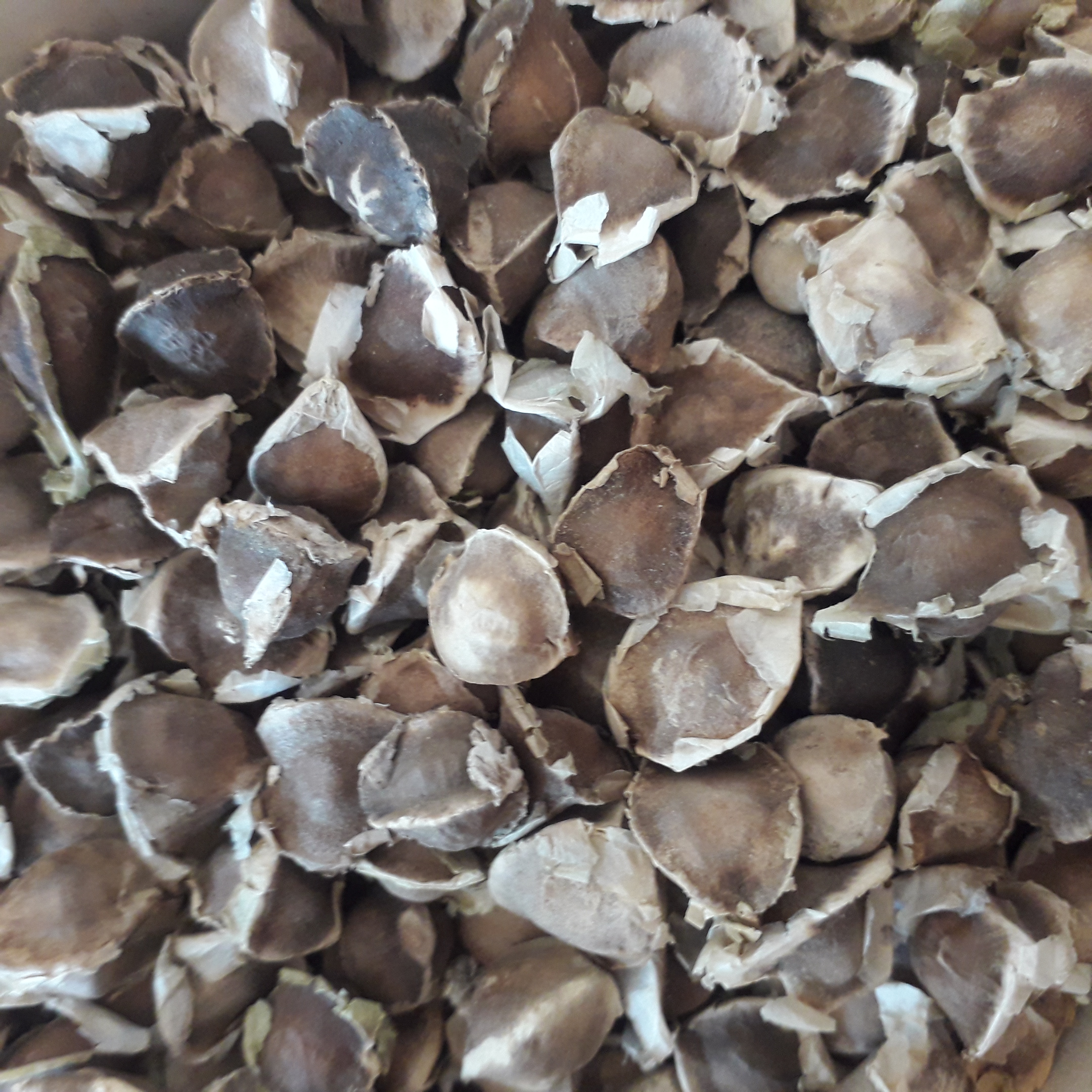 Moringa olejodarná (Moringa oleifera) profesionálne semená  100g  cca 500 semien