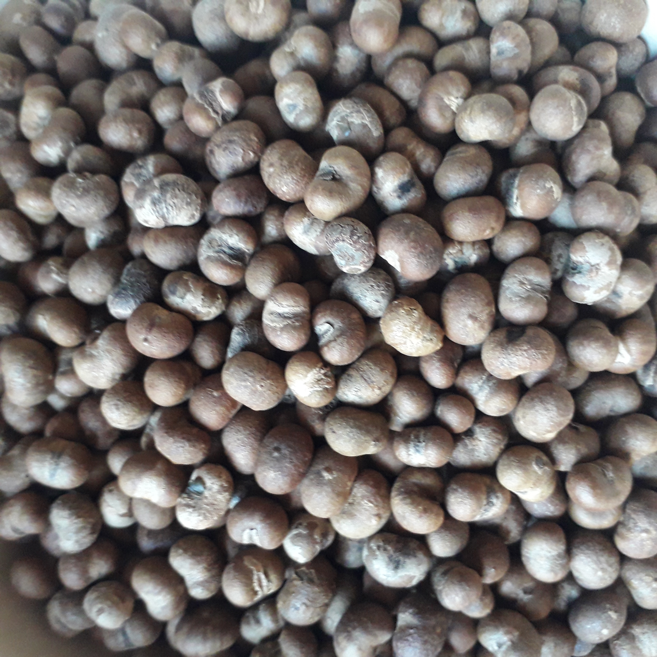 Trachykarp konopný profesionálne semená 10 semien