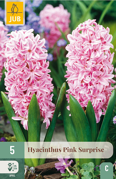 ruzovy hyacint, cibuloviny, cibuky kvetov, kvetove cibulky, kvety, hyacint Pink Surprise