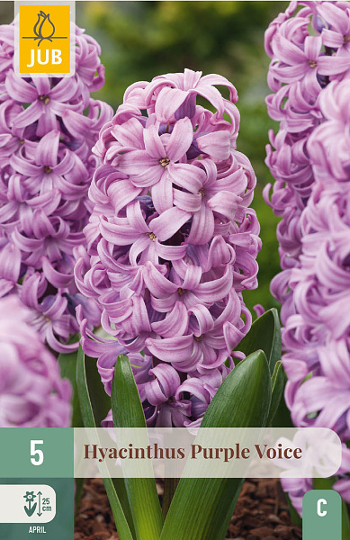 hyacint purple voice, hyacint, hyacinty, cibuloviny, kvety, cibule kvetov