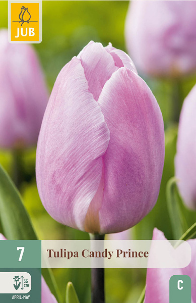 cibuľky tulipánov, tulipán Candy Prince
