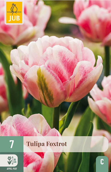 Tulipán Foxtrot - 7 ks