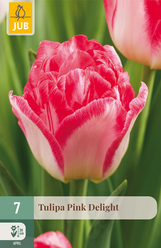 Tulipán Pink Delight - 7 ks