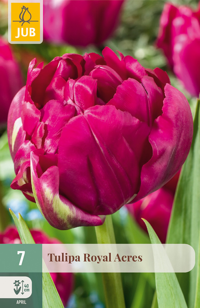 Tulipán Royal Acres - 7 ks