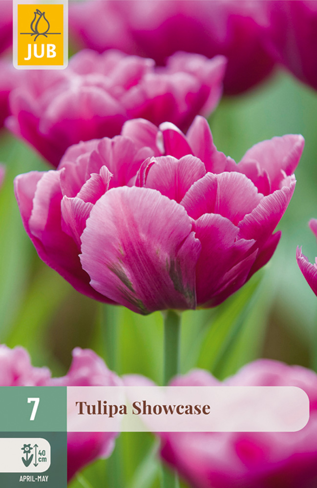 Tulipán Showcase- 7 ks