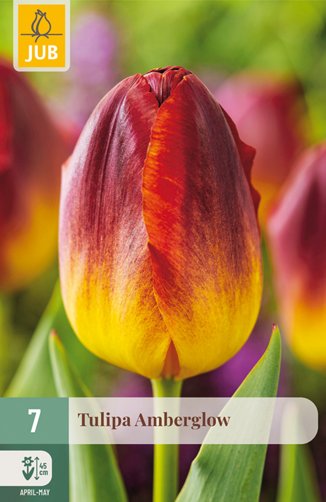 Tulipán AMBERGLOW 7 ks