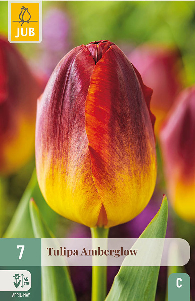 Tulipán AMBERGLOW 7 ks
