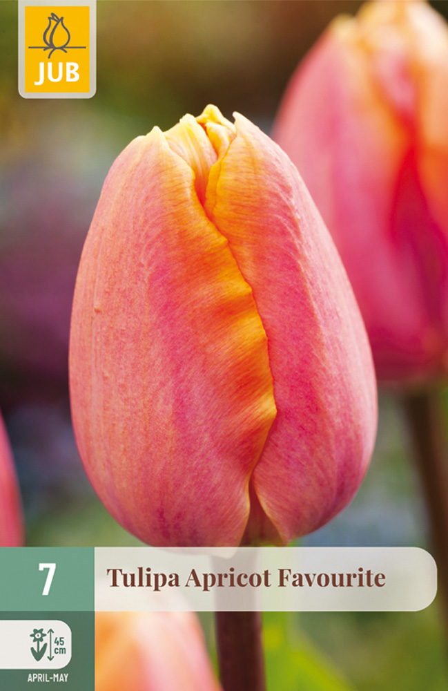 Tulipán Apricot Favourite, tulipány, cibuloviny, jesenné cibuloviny,
