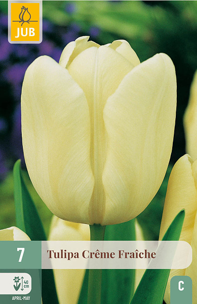 Tulipán CREME FRAICHE - 7 ks