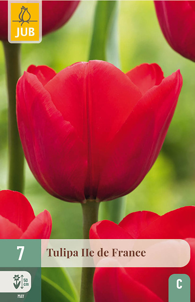 Tulipán Ile de France - 7 ks