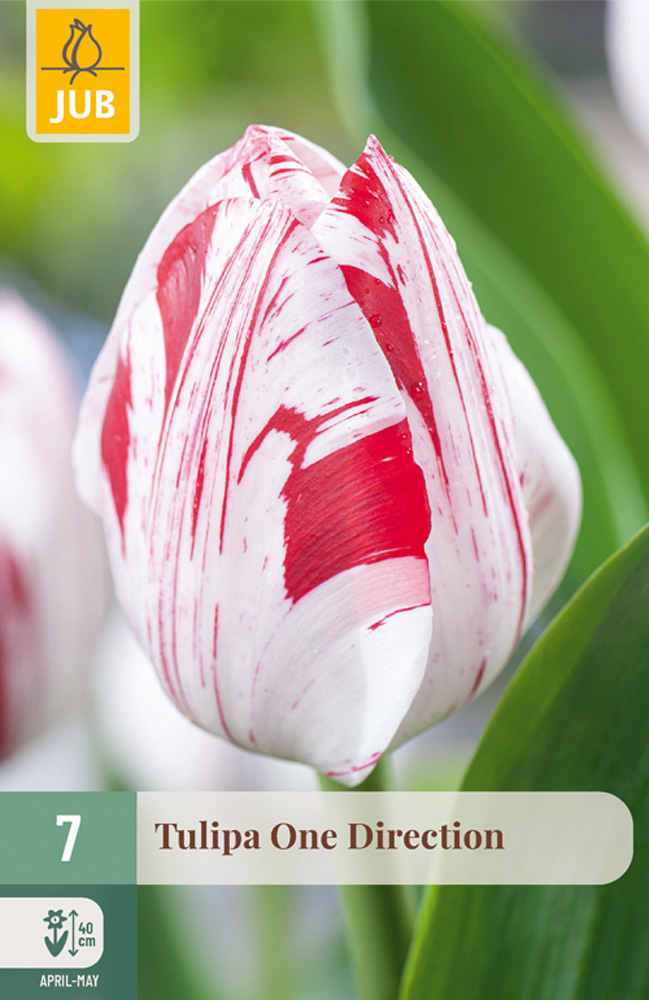 cibuľky tulipánov One Direction