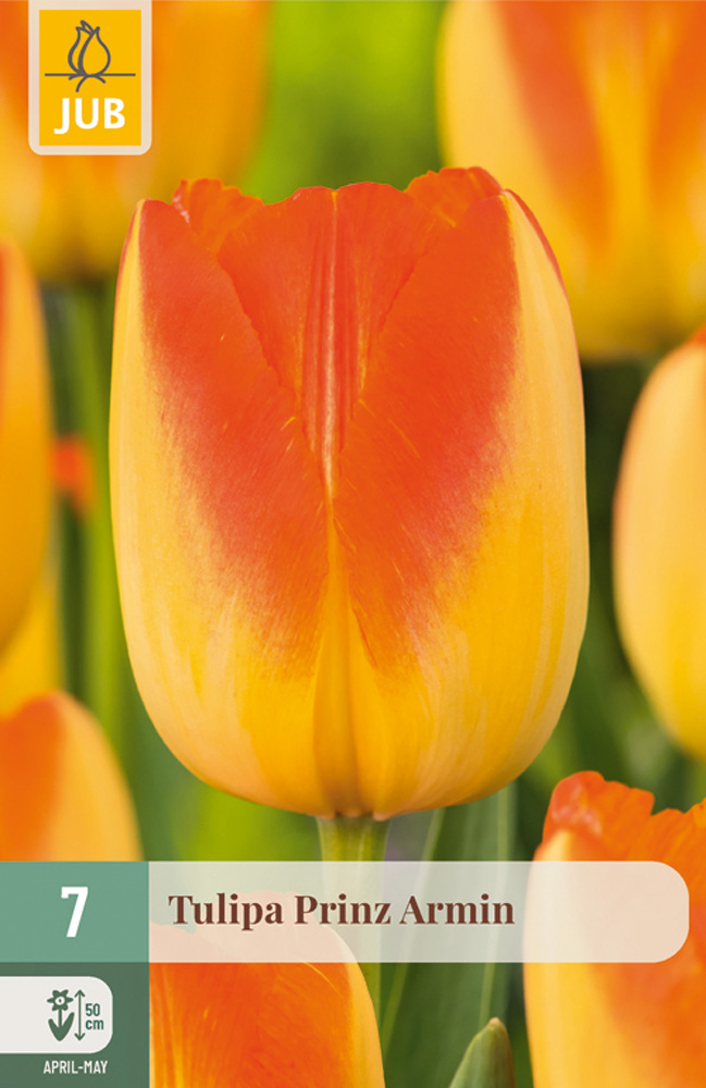 cibuľky tulipánov Prinz Armin