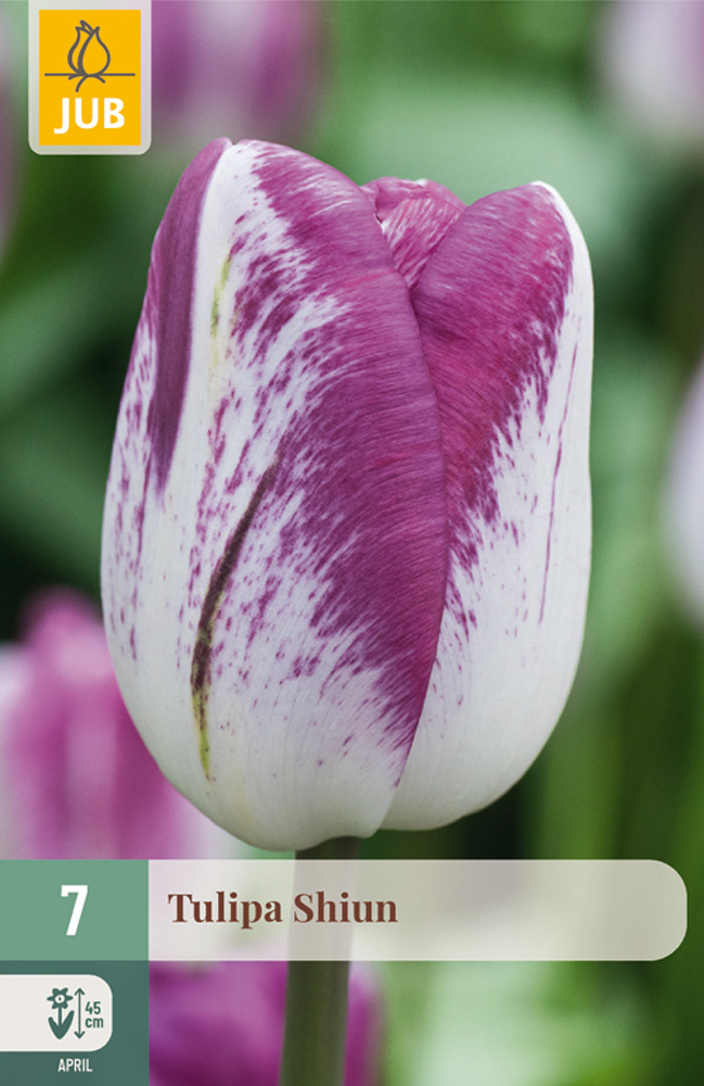 cibuľky tulipánov Shiun