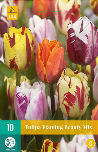 Tulipán Flaming Beauty zmes- 7 ks
