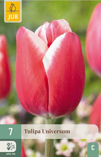 Tulipán Universum - 7 ks