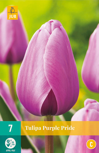 Tulipán PURPLE PRIDE 7 ks